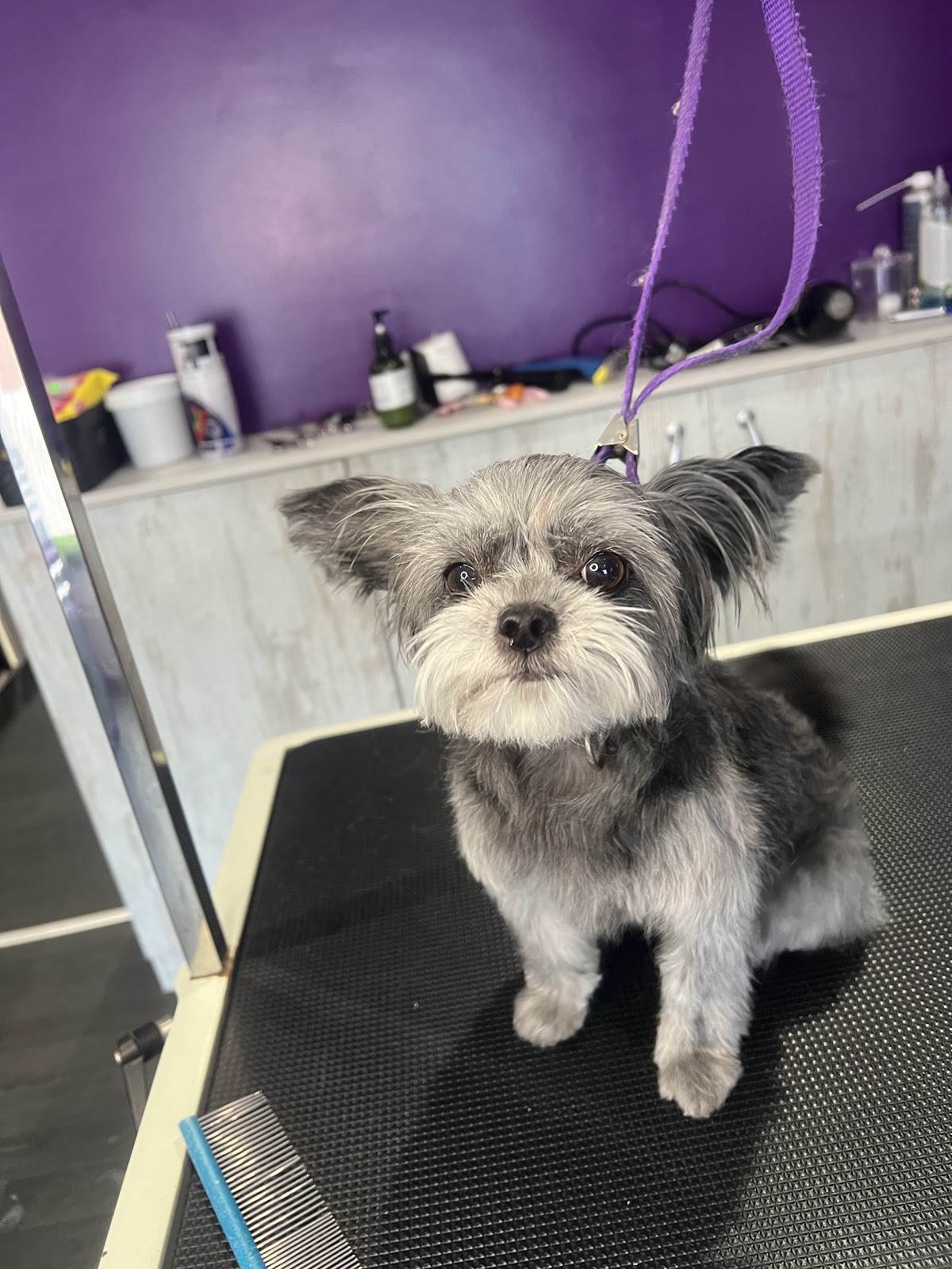 The Bark Shack dog grooming — gallery 1