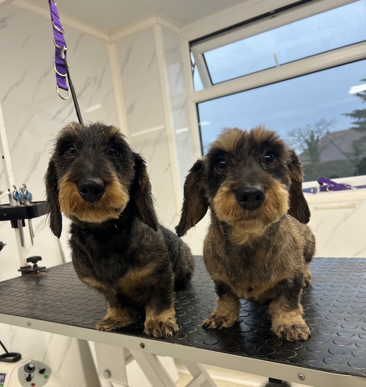 The Bark Shack dog grooming — gallery 5