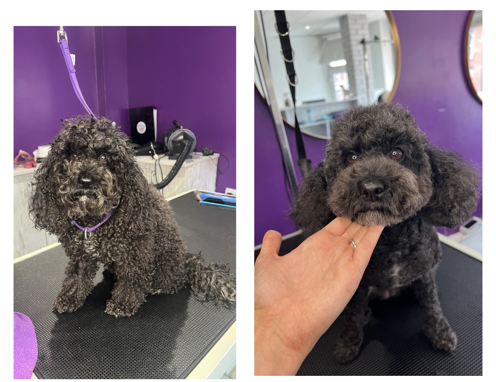A freshly groomed dog at The Bark Shack in Tarleton
